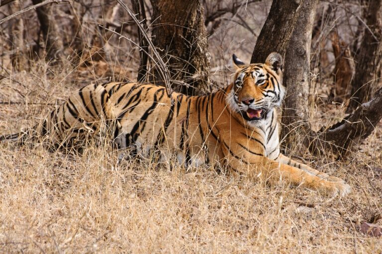 Ranthambore "The Wild Heart of Rajasthan", ex-Delhi